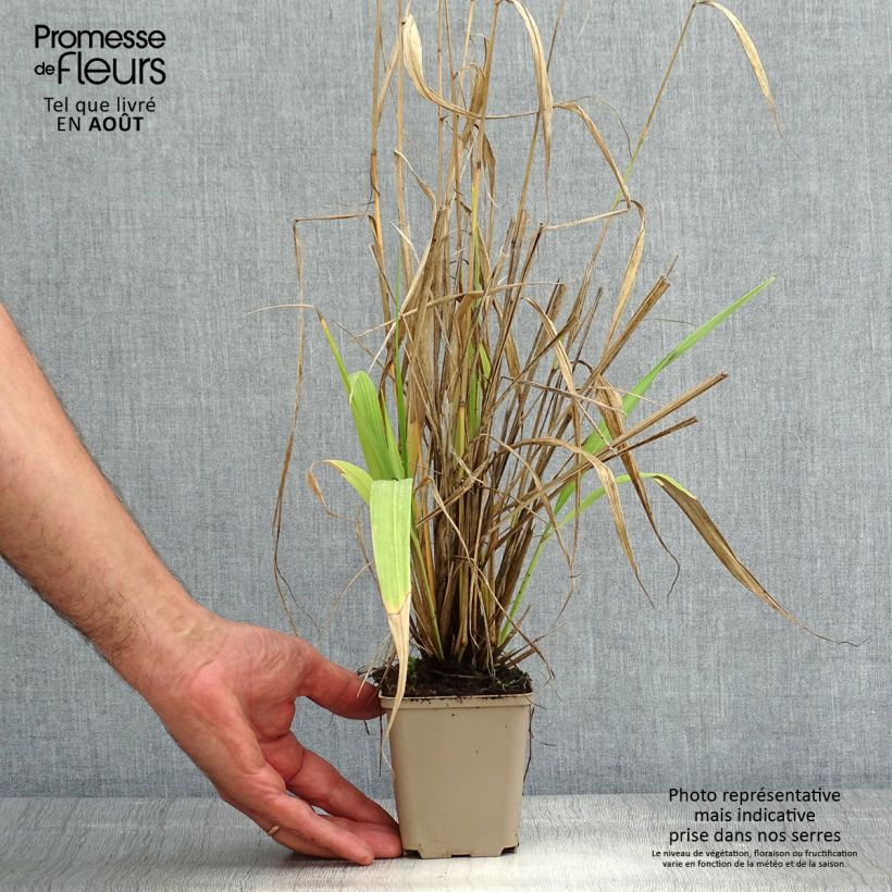 Amostra de Phaenosperma globosa Vaso de 8/9 cm tal como entregue no verão