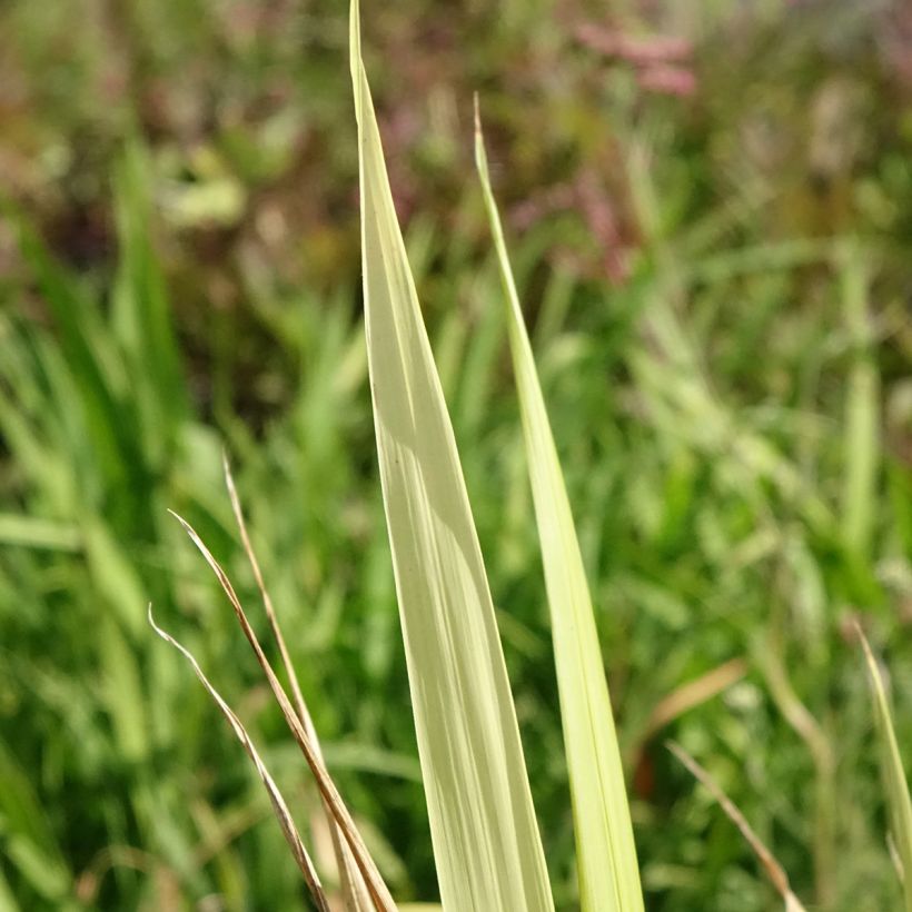 Phaenosperma globosa (Folhagem)