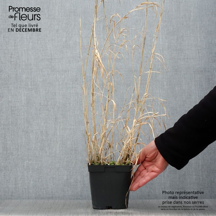 Amostra de Phalaris arundinacea Picta Vaso de 2 L/3 L tal como entregue no outono