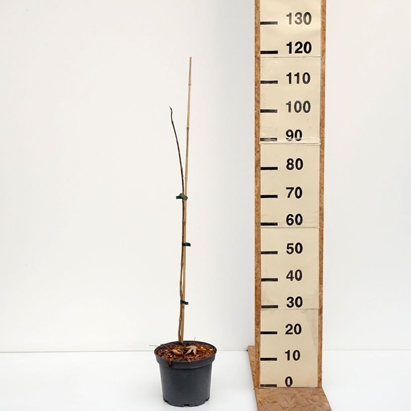 Amostra de Phellodendron amurense Vaso de 4 L/5 L tal como entregue no outono