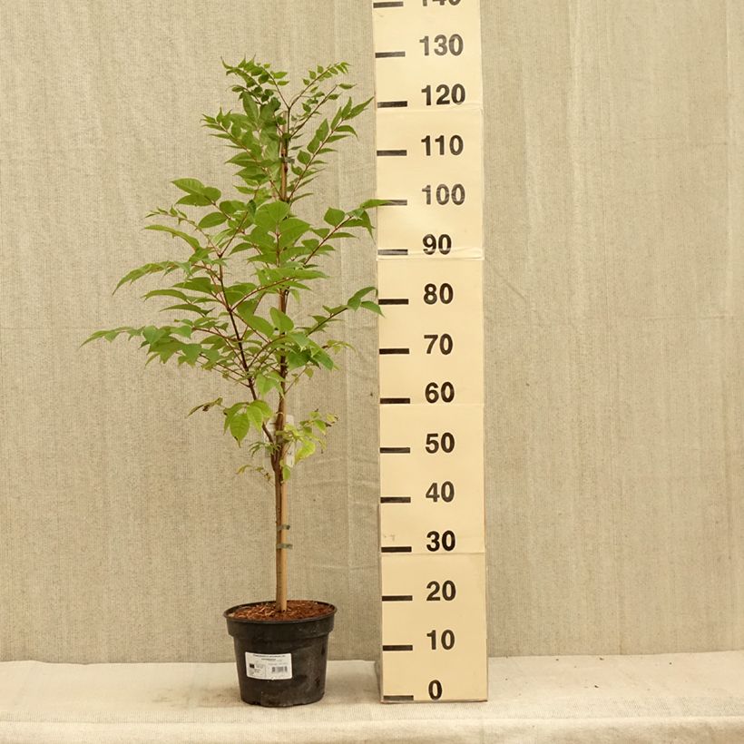 Amostra de Phellodendron amurense Vaso de 4 L/5 L tal como entregue no verão