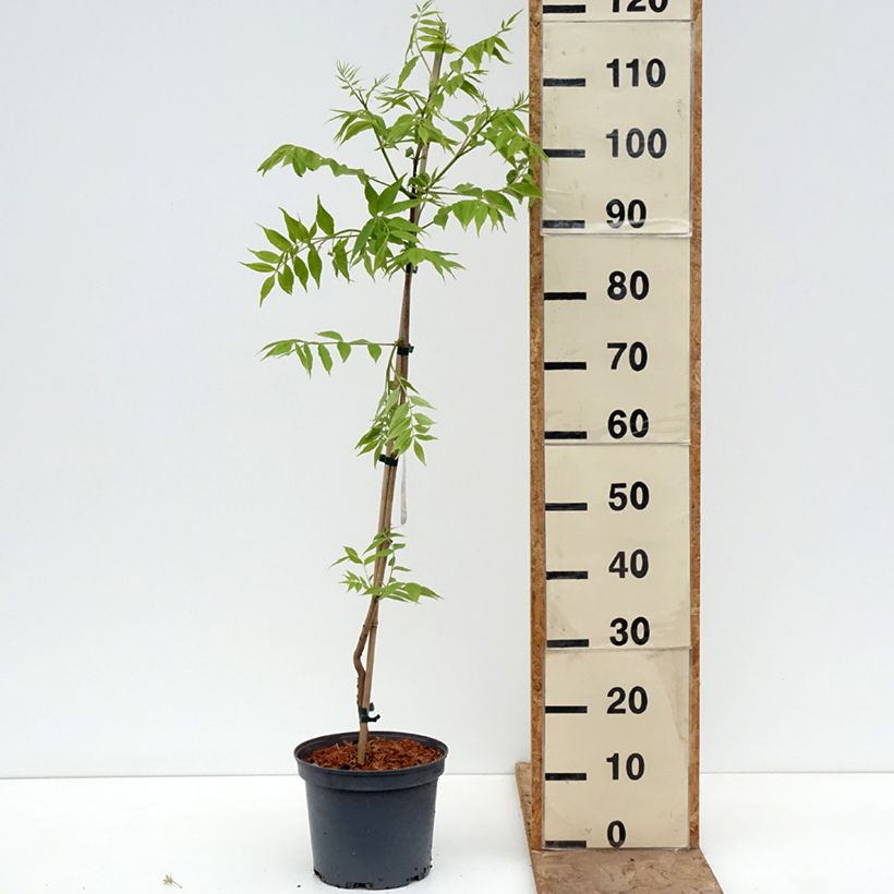 Amostra de Phellodendron amurense Vaso de 4 L/5 L tal como entregue na primavera