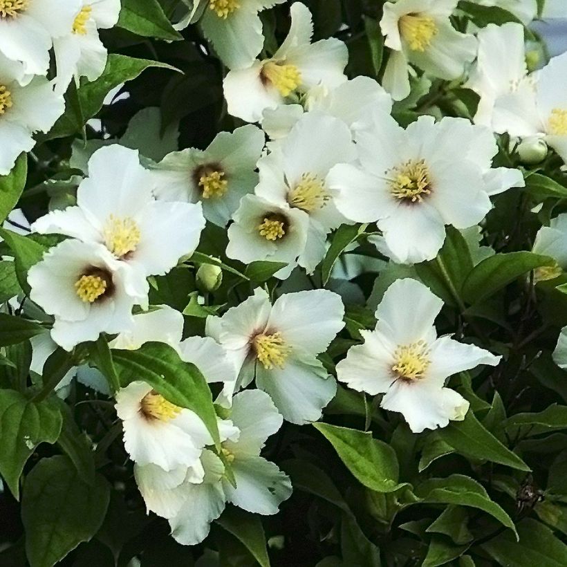 Philadelphus Belle Etoile (Floração)