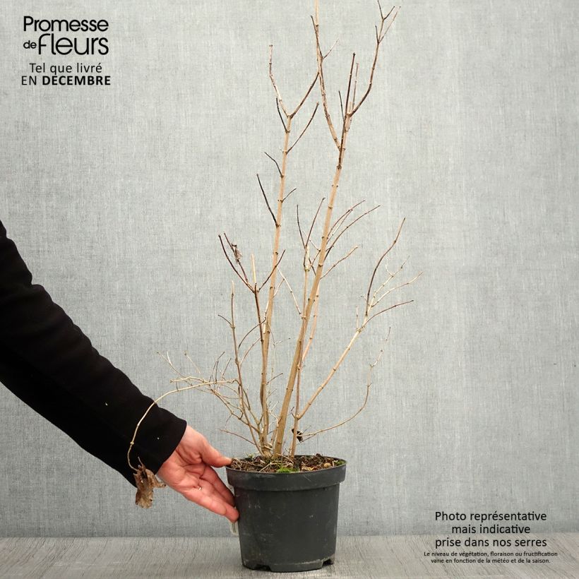 Amostra de Philadelphus persica Bouquet Blanc Vaso de 2 L/3 L tal como entregue no outono