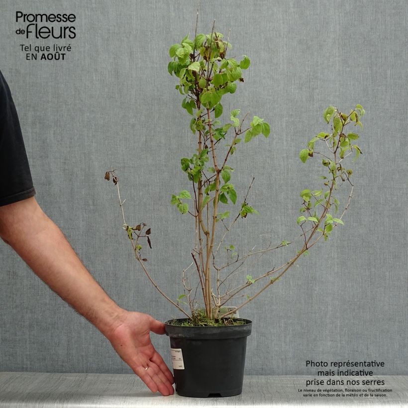 Amostra de Philadelphus persica Bouquet Blanc Vaso de 2 L/3 L tal como entregue no verão