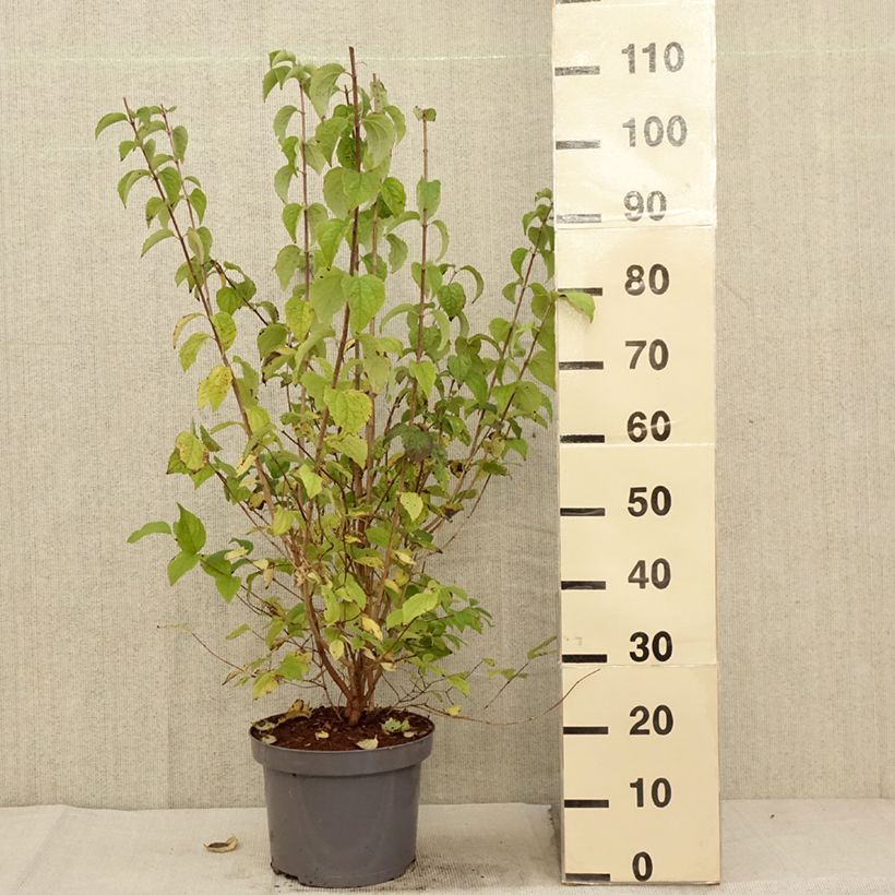 Amostra de Philadelphus persica Bouquet Blanc Vaso de 7,5 L/10 L tal como entregue no outono