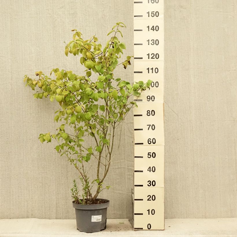 Amostra de Philadelphus persica Bouquet Blanc Vaso de 7,5 L/10 L tal como entregue no verão
