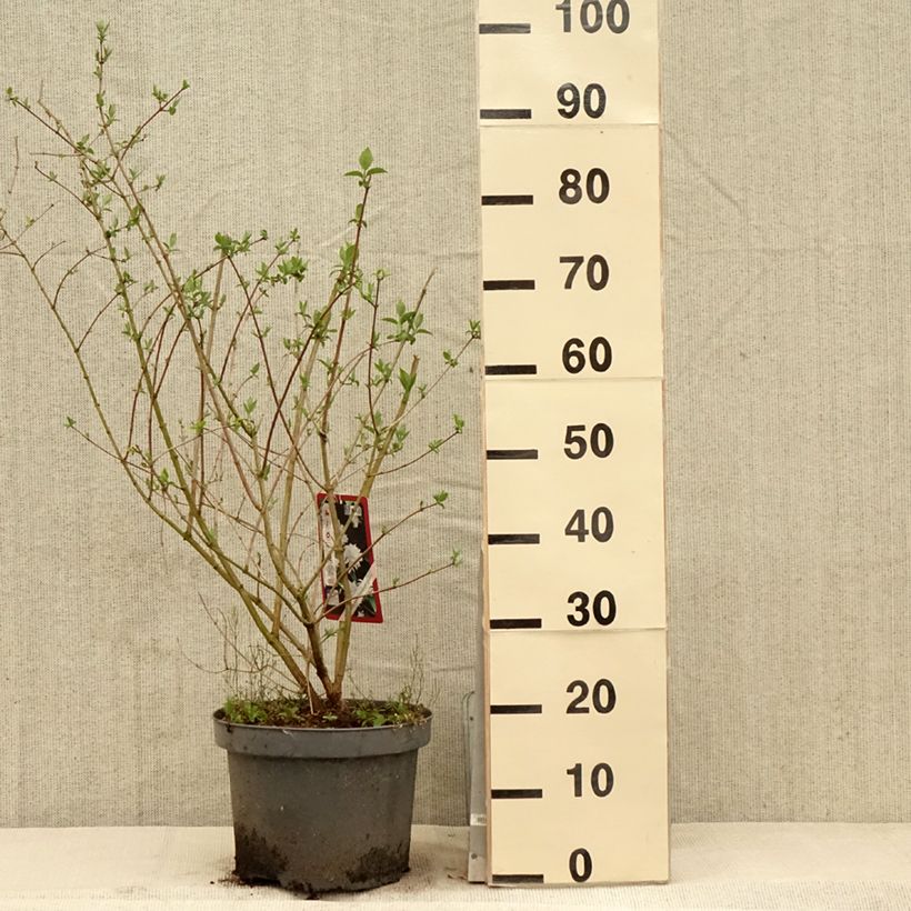 Amostra de Philadelphus persica Bouquet Blanc Vaso de 7,5 L/10 L tal como entregue na primavera