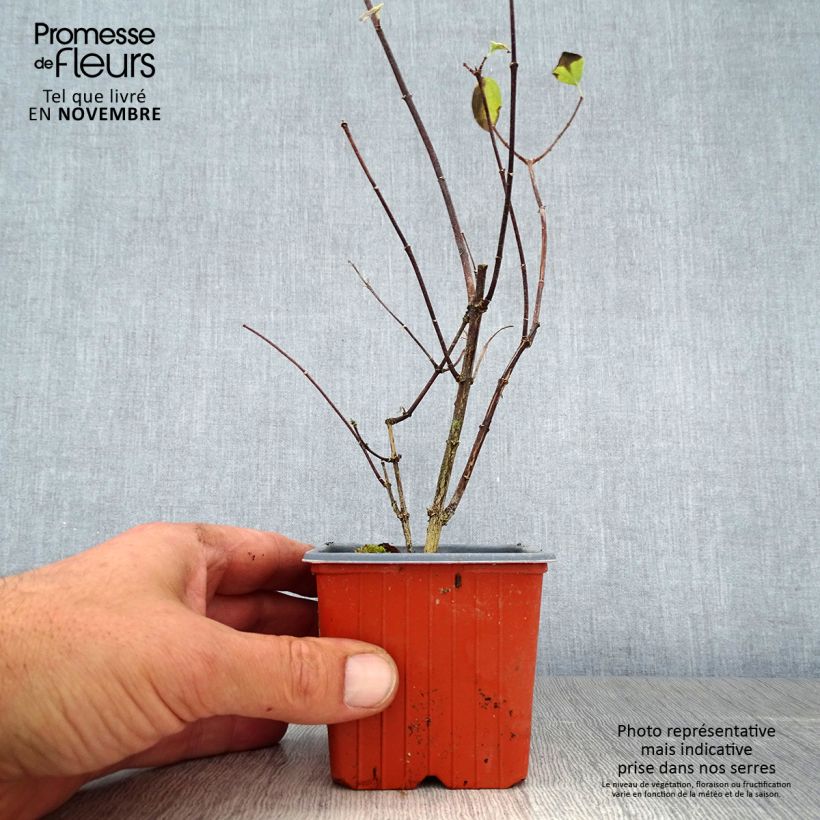 Amostra de Philadelphus coronarius Vaso de 8/9 cm tal como entregue no outono