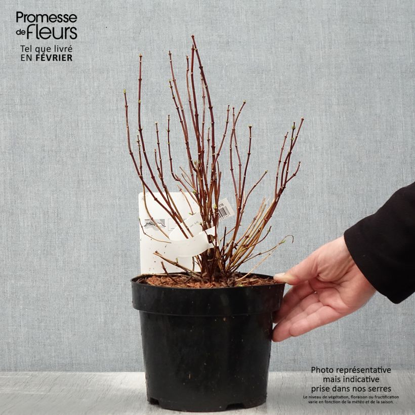 Amostra de Philadelphus coronarius Vaso de 2 L/3 L tal como entregue no inverno