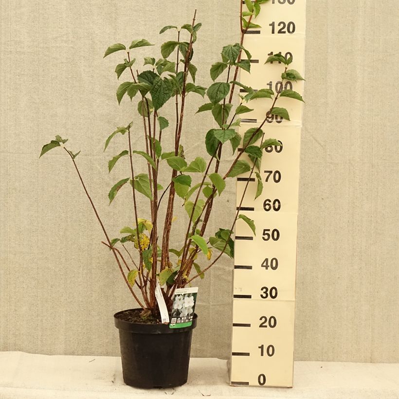 Amostra de Philadelphus coronarius Vaso de 4 L/5 L tal como entregue no outono