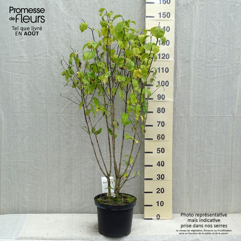 Amostra de Philadelphus coronarius Vaso de 4 L/5 L tal como entregue no verão