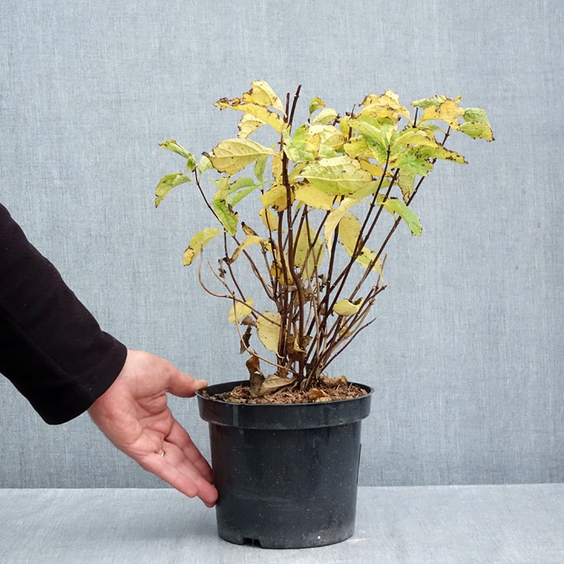 Amostra de Philadelphus coronarius Vaso de 2 L/3 L tal como entregue no outono