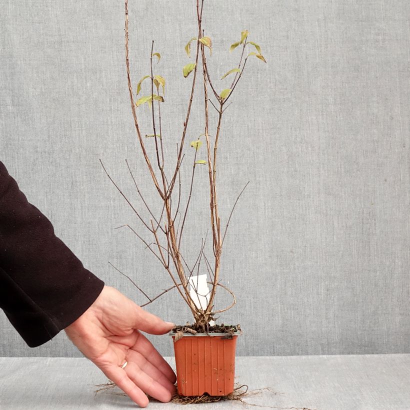Amostra de Philadelphus Dame Blanche Vaso de 8/9 cm tal como entregue no outono