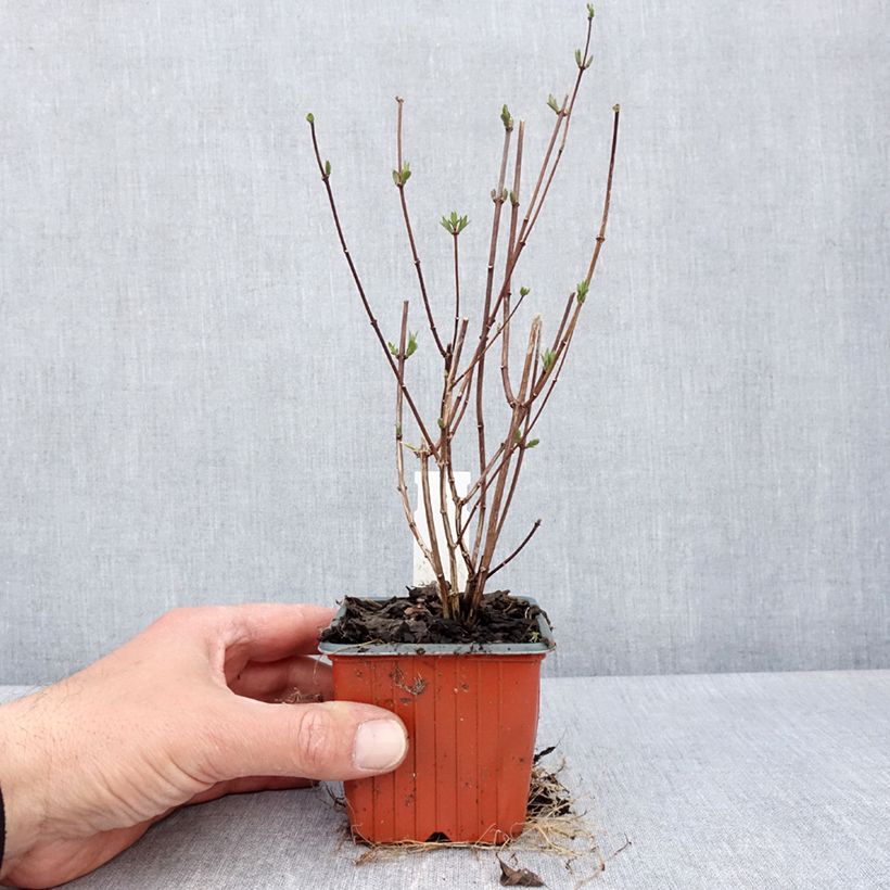 Amostra de Philadelphus Dame Blanche Vaso de 8/9 cm tal como entregue na primavera