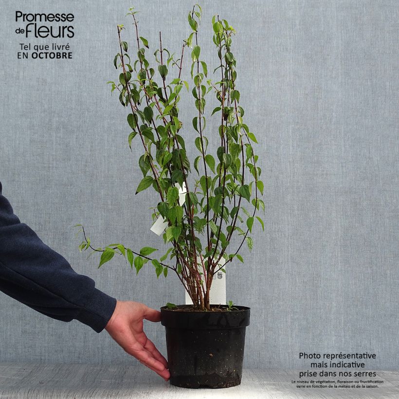 Amostra de Philadelphus Dame Blanche Vaso de 3 L/4 L tal como entregue no outono