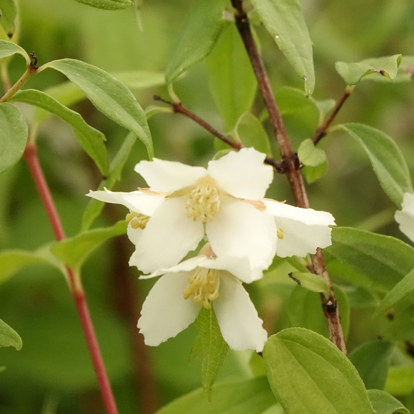Philadelphus Dame Blanche (Floração)