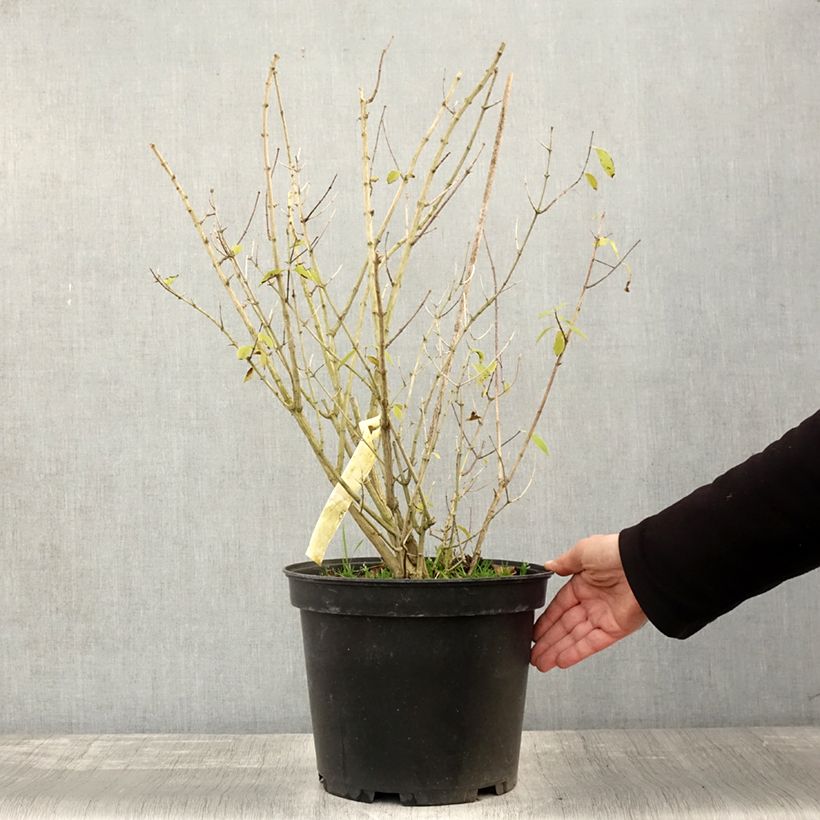 Amostra de Seringat des Jardins - Philadelphus Innocence Pot de 7,5L/10L tal como entregue no outono