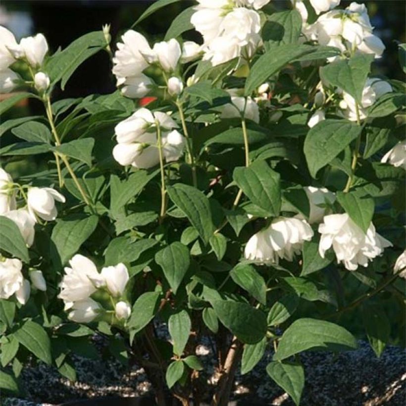 Philadelphus Little White Love (Folhagem)