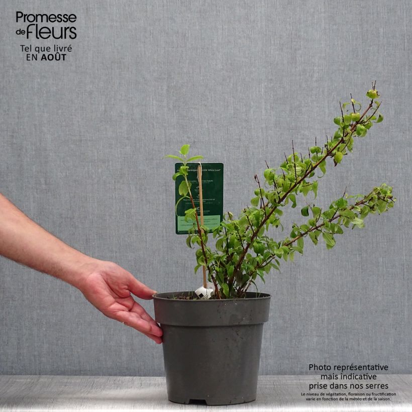 Amostra de Philadelphus Little White Love Vaso de 2 L/3 L tal como entregue no verão