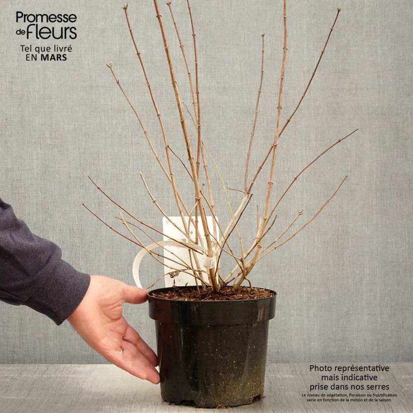 Amostra de Philadelphus virginalis Minnesota Snowflake Vaso de 2 L/3 L tal como entregue na primavera