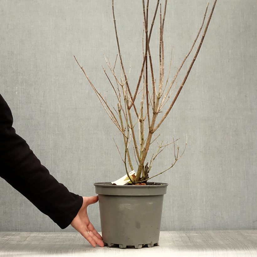 Amostra de Philadelphus virginalis Minnesota Snowflake Vaso de 7,5 L/10 L tal como entregue no outono