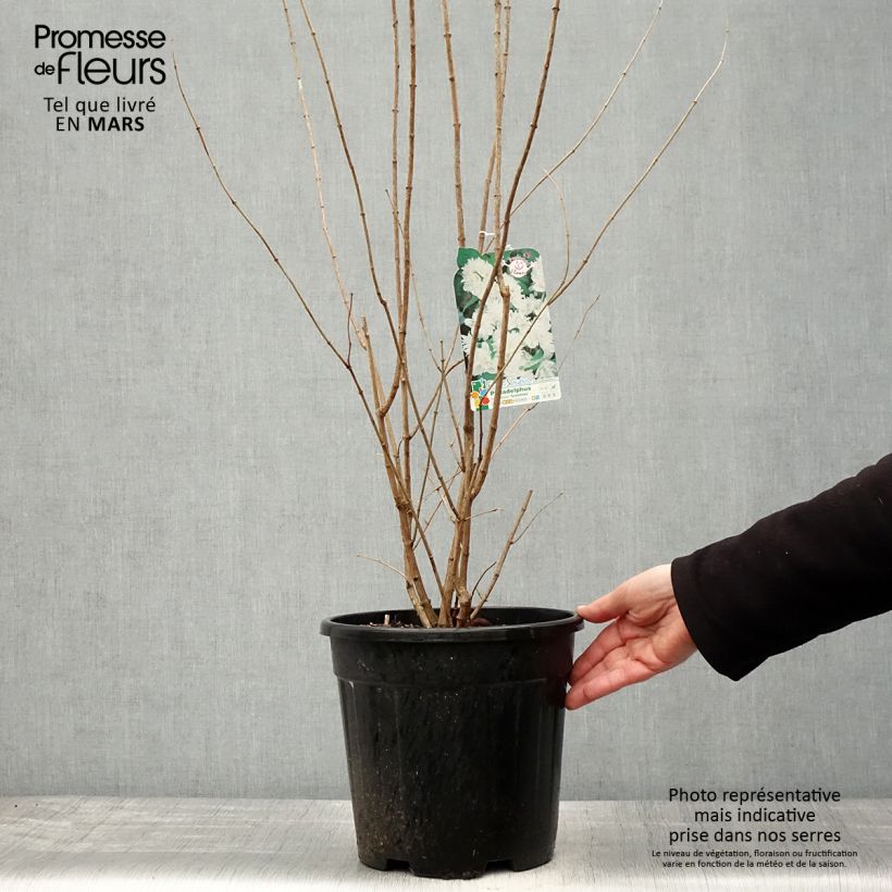 Amostra de Philadelphus virginalis Minnesota Snowflake Vaso de 7,5 L/10 L tal como entregue na primavera