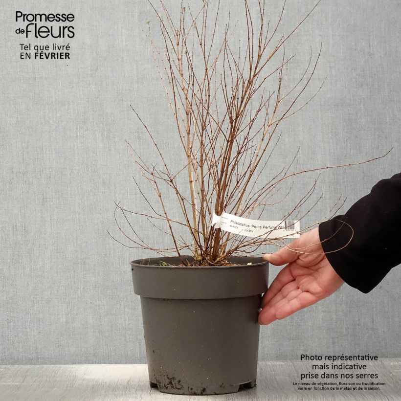 Amostra de Philadelphus Petite Perfume White Pot de 3L/4L tal como entregue no inverno