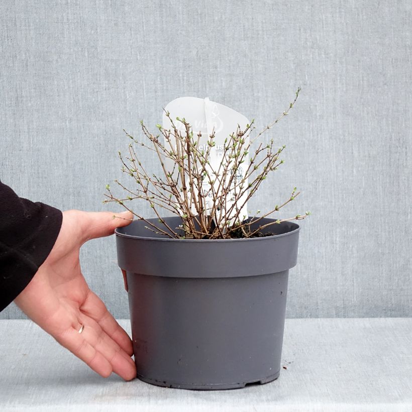 Amostra de Philadelphus Petite Perfume White Vaso de 3 L/4 L tal como entregue na primavera