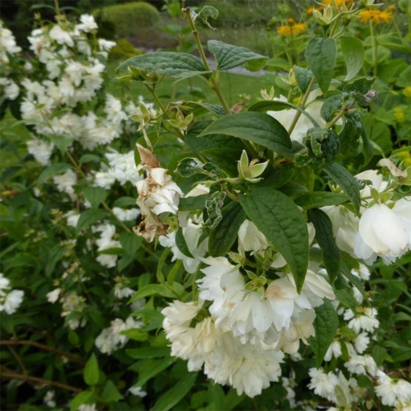 Philadelphus Snowbelle (Floração)