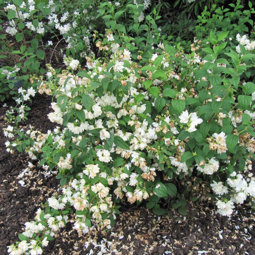 Philadelphus Snowbelle (Hábito)