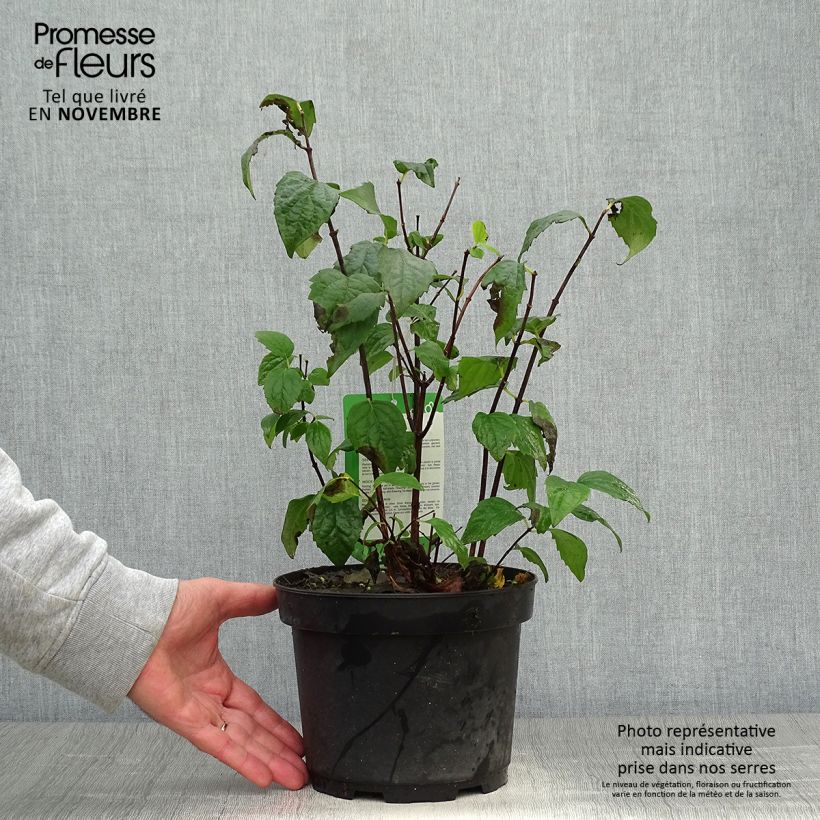 Amostra de Philadelphus Virginal Vaso de 3 L/4 L tal como entregue no outono