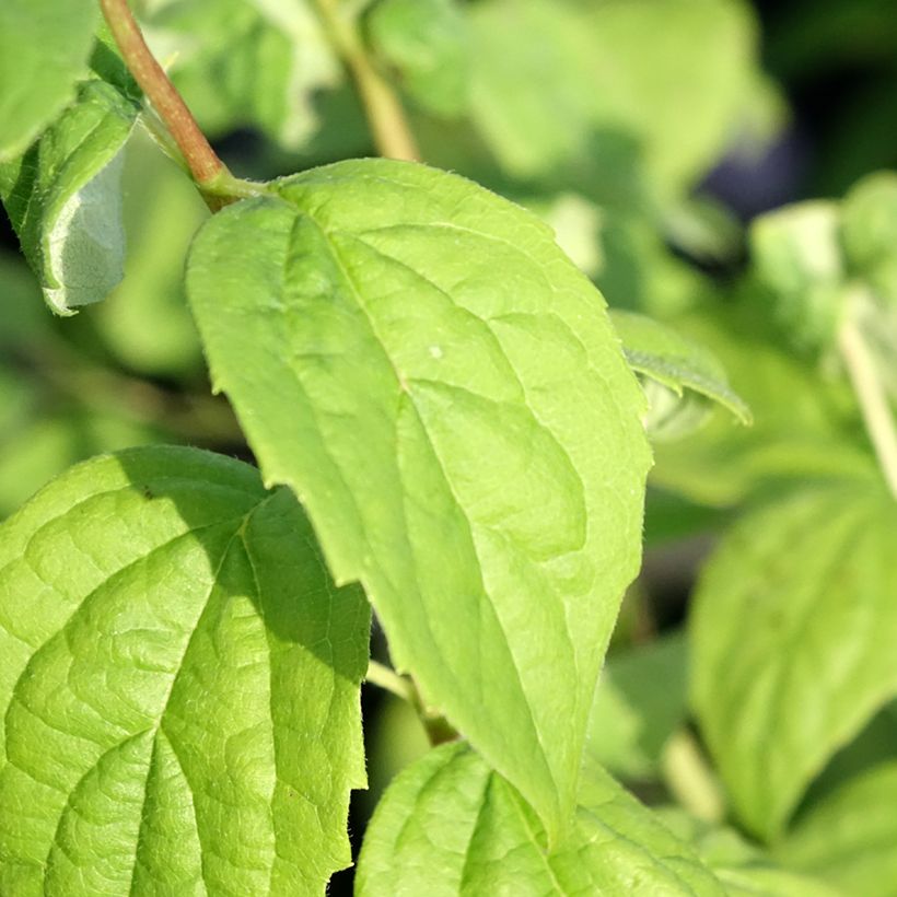 Philadelphus Virginal (Folhagem)