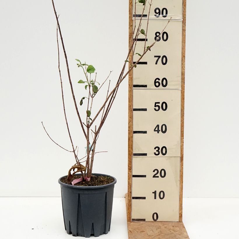 Amostra de Philadelphus Virginal Vaso de 7,5 L/10 L tal como entregue no outono