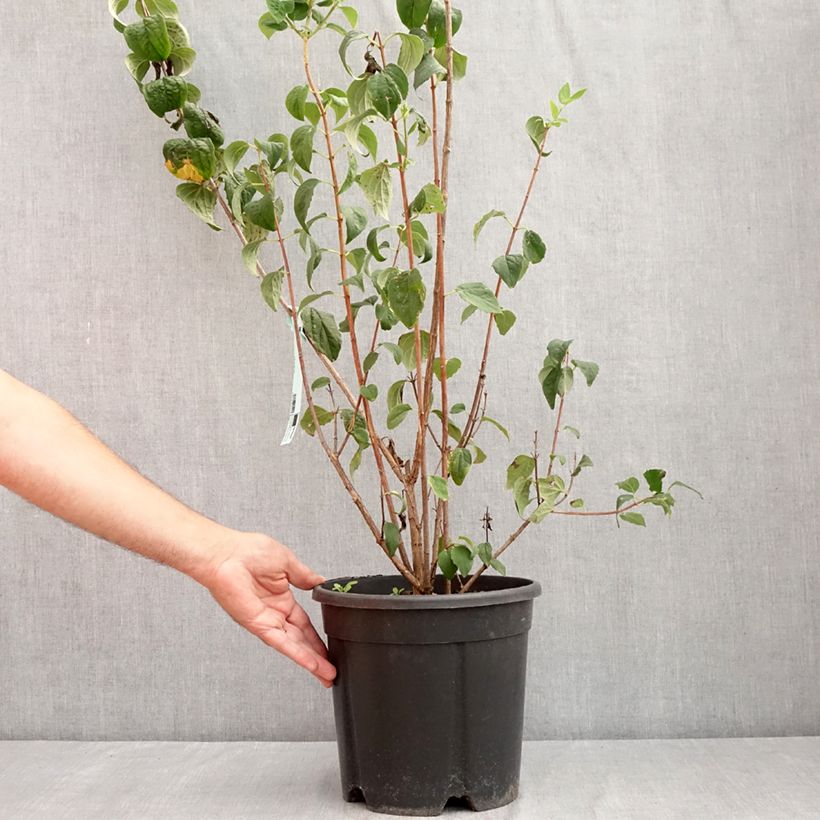 Amostra de Philadelphus Virginal Vaso de 7,5 L/10 L tal como entregue no verão