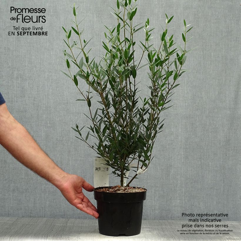 Amostra de Phillyrea angustifolia Vaso de 2 L/3 L tal como entregue no outono