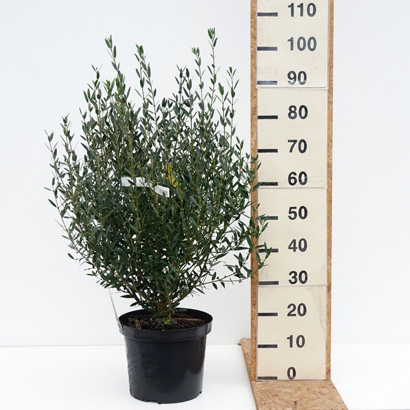Amostra de Phillyrea angustifolia Vaso de 7,5 L/10 L tal como entregue no outono