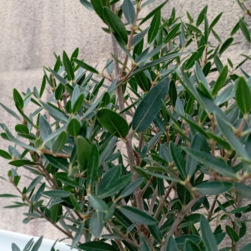 Phillyrea angustifolia GreenQuick (Folhagem)