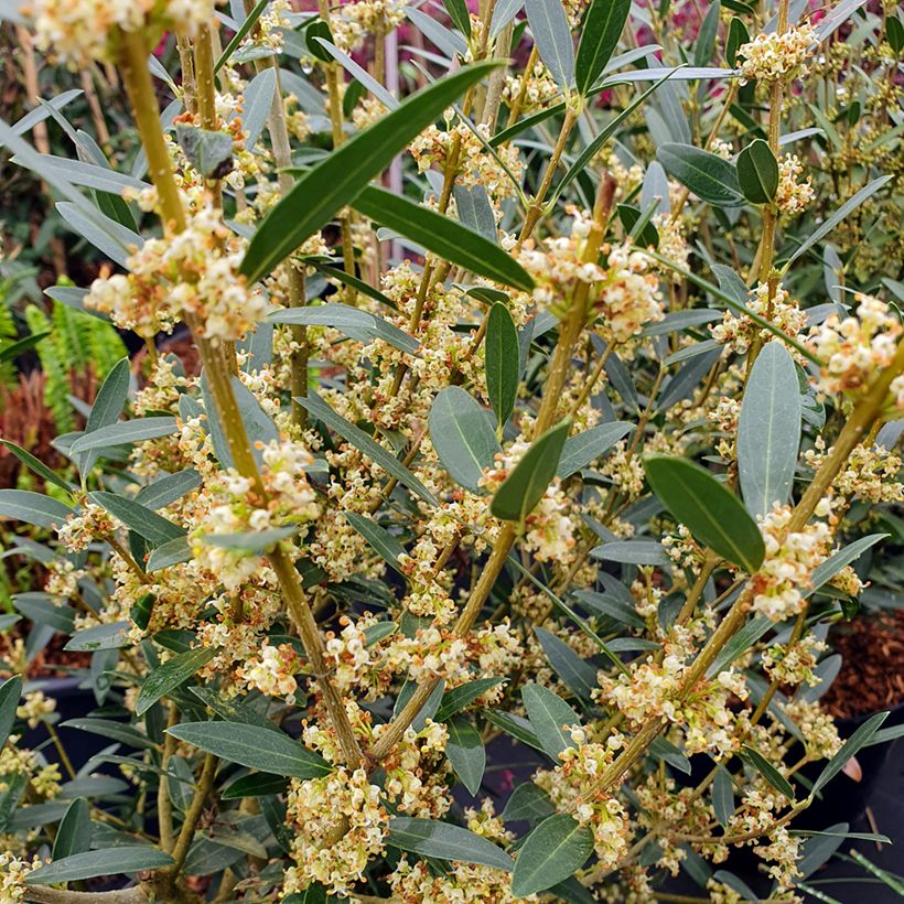 Phillyrea angustifolia GreenQuick (Floração)