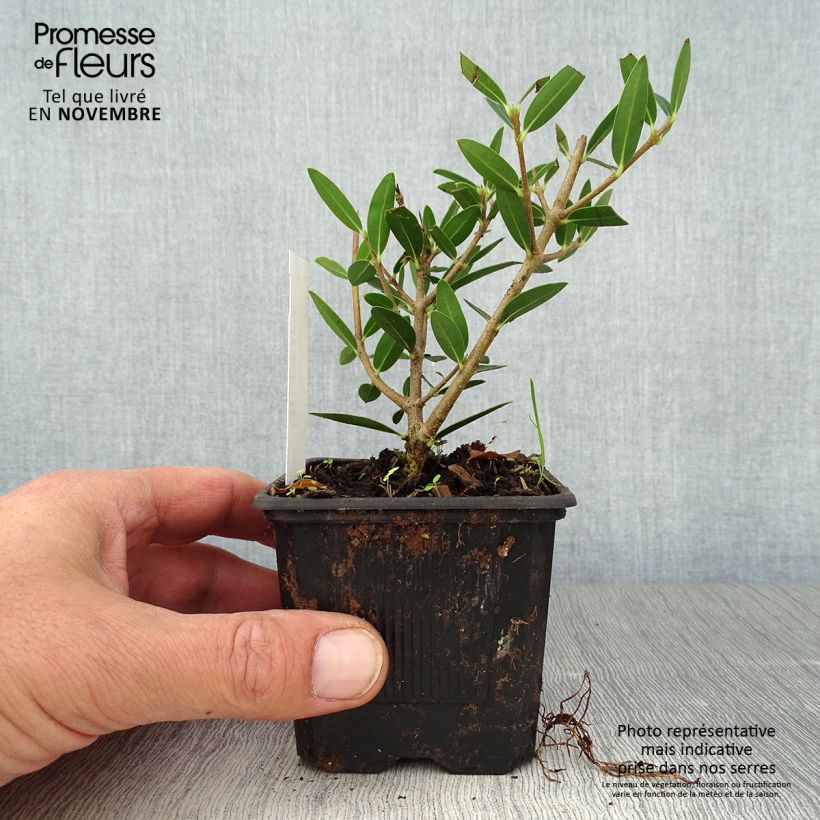 Amostra de Phillyrea angustifolia Green Up Vaso de 8/9 cm tal como entregue no outono