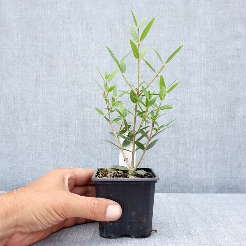 Amostra de Phillyrea angustifolia Green Up Vaso de 8/9 cm tal como entregue no verão