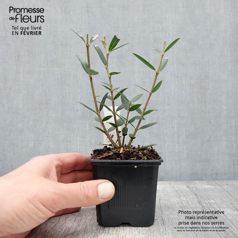 Amostra de Phillyrea angustifolia Green Up Vaso de 8/9 cm tal como entregue no inverno