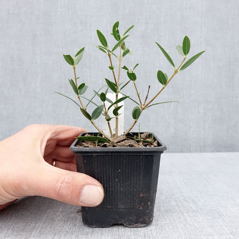 Amostra de Phillyrea angustifolia Green Up Vaso de 8/9 cm tal como entregue na primavera