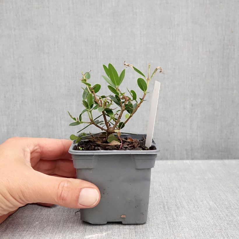 Amostra de Phillyrea angustifolia GreenQuick Vaso de 8/9 cm tal como entregue no outono