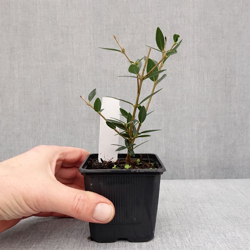 Amostra de Phillyrea angustifolia GreenQuick Vaso de 8/9 cm tal como entregue no inverno