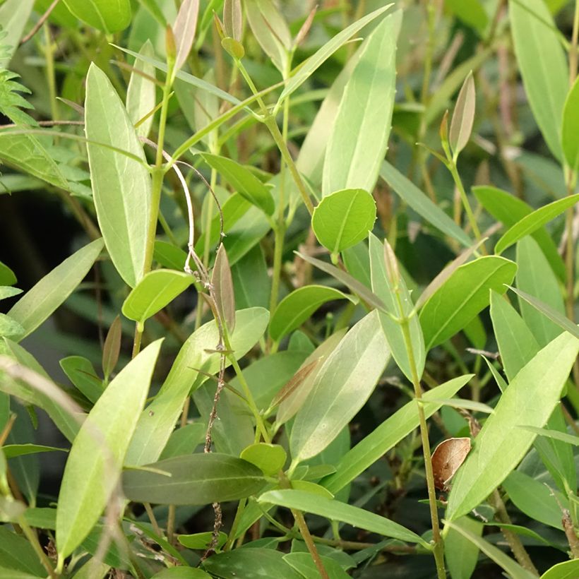 Phillyrea angustifolia Rosmarinifolia (Folhagem)