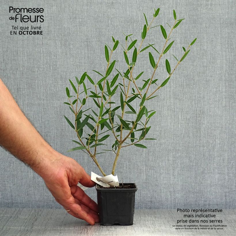 Amostra de Phillyrea angustifolia Rosmarinifolia Vaso de 8/9 cm tal como entregue no outono