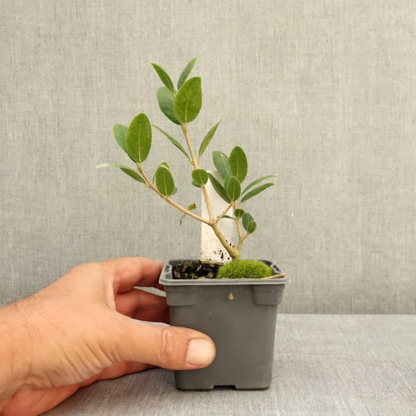Amostra de Phillyrea latifolia Vaso de 8/9 cm tal como entregue no verão