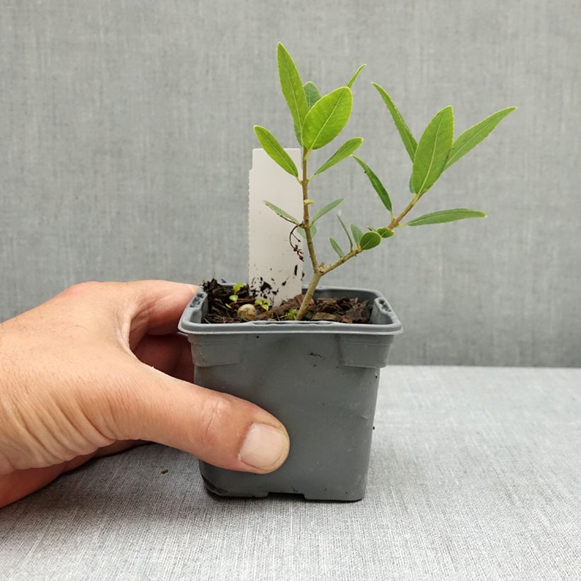 Amostra de Phillyrea latifolia Vaso de 8/9 cm tal como entregue na primavera