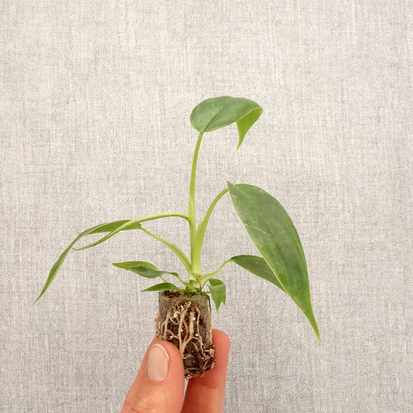 Amostra de Philodendron 69686 Mini-plante tal como entregue na primavera